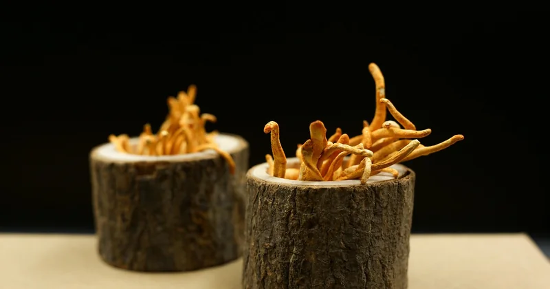 Cordyceps sinensis vs. militaris: der Unterschied, den kaum jemand erklärt