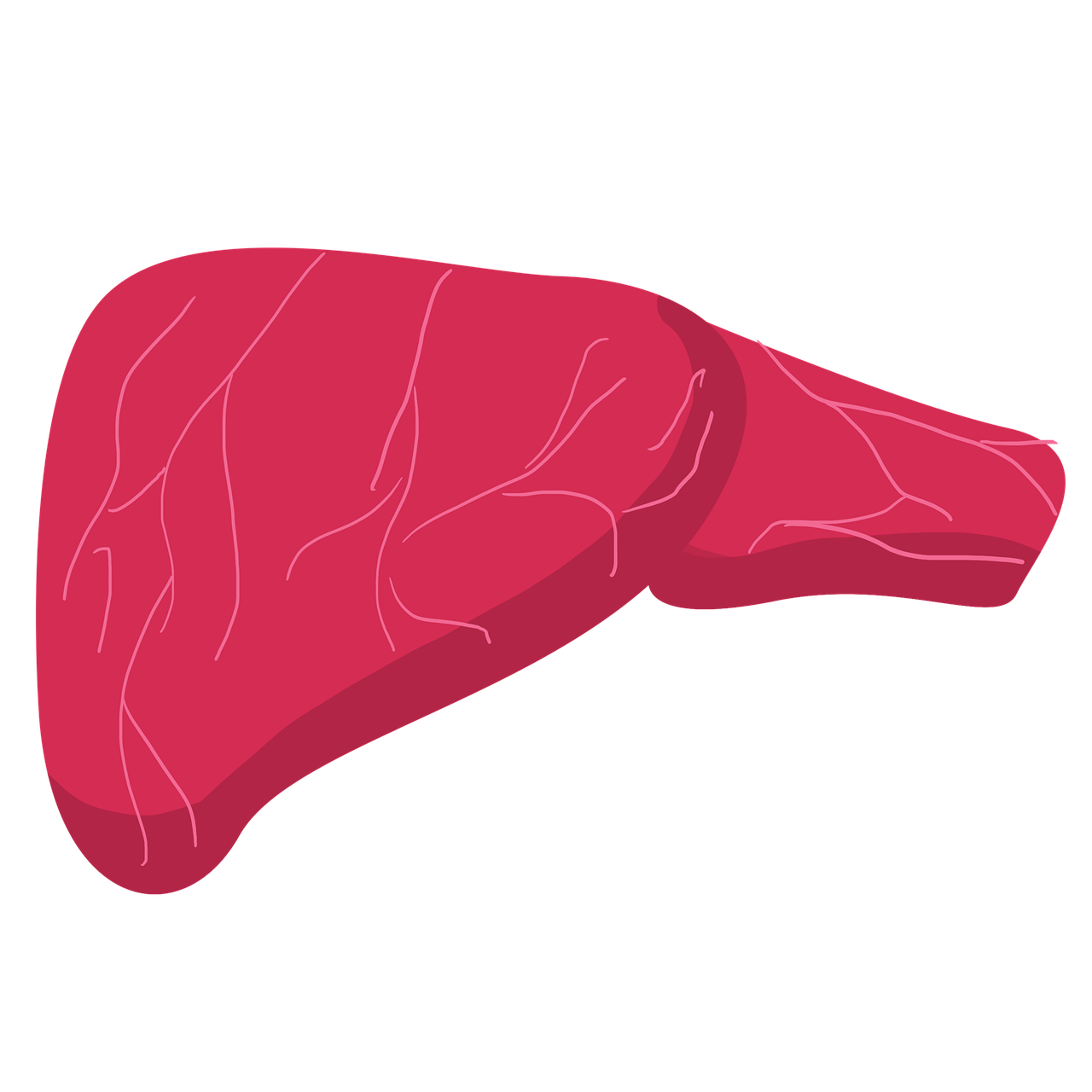 entdecken sie alles wissenswerte über die leber: funktionen, krankheiten, symptome sowie tipps zur gesundheit und pflege dieses wichtigen organs.